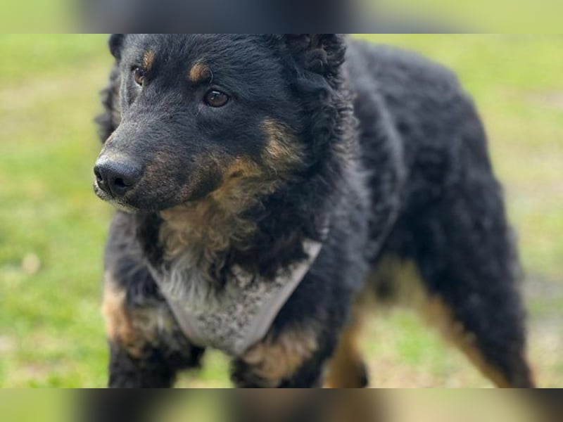 wunderschöne Bessie