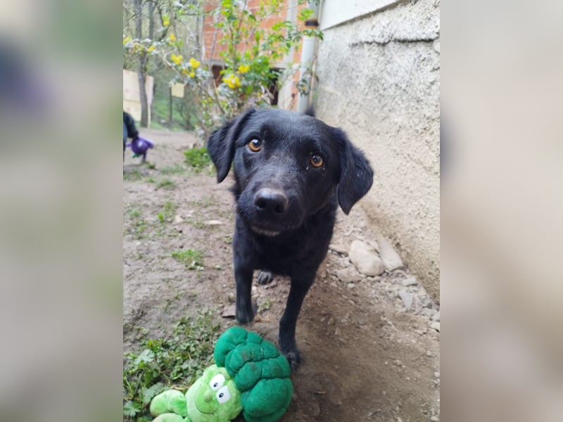 kroatischer Schäferhund Mischling Elextra