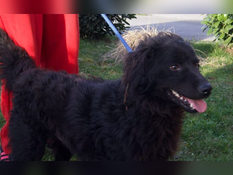 kleiner Kämpfer Ozzy