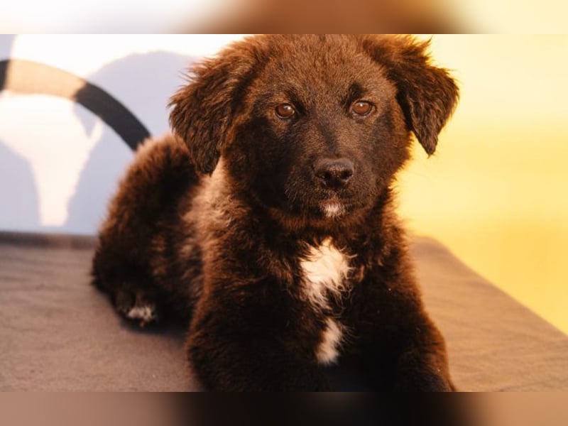 Herzenshündin Cvita