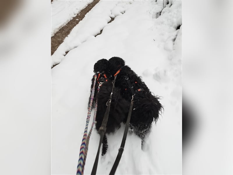 Kroatischer Schäferhundmix Momo