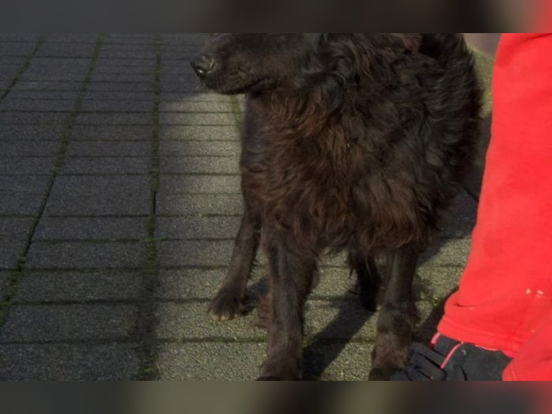 kleiner Kämpfer Ozzy