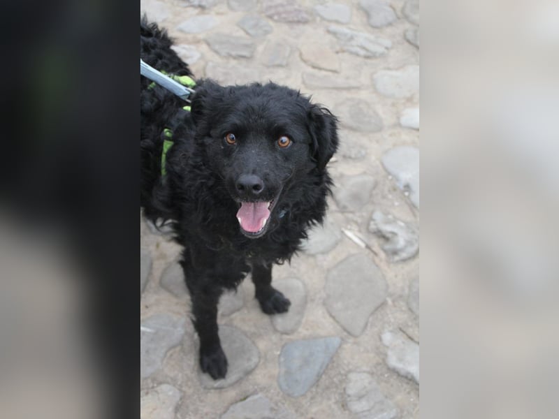 Kroatischer Schäferhundmix Momo