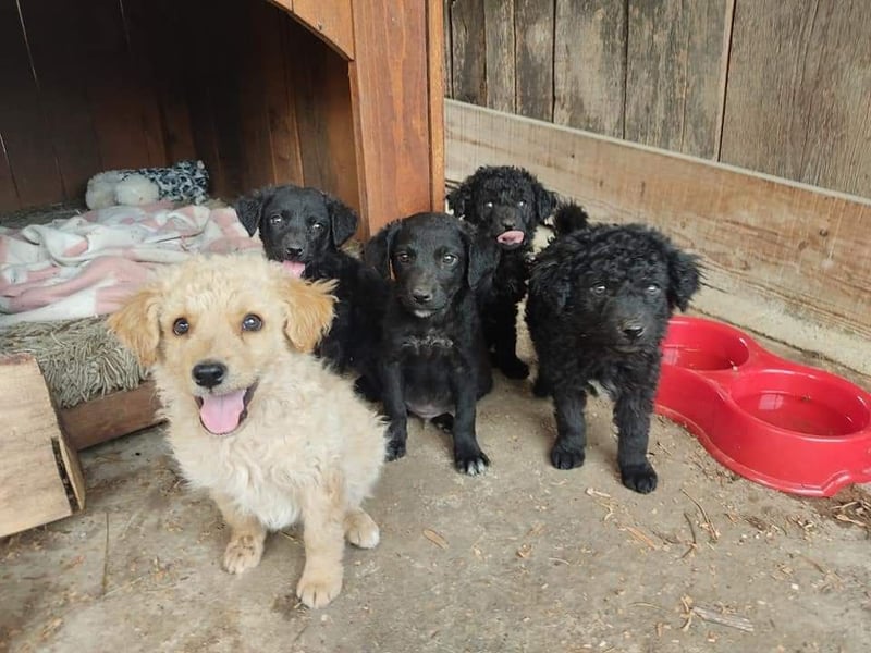 kroatischer Schäferhund Mischling Elextra