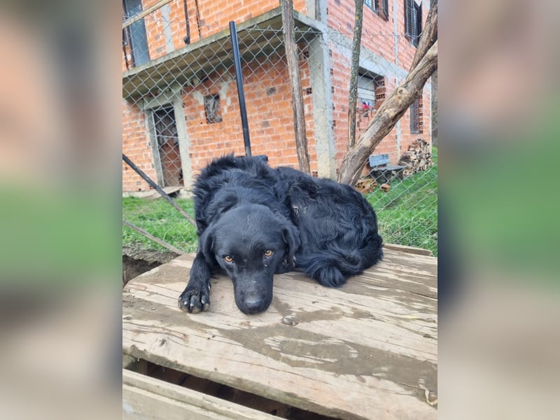 kroatischer Schäferhund Mischling Elextra