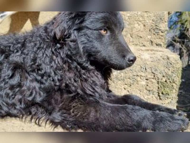 Kroatischer Schäferhundmix Momo