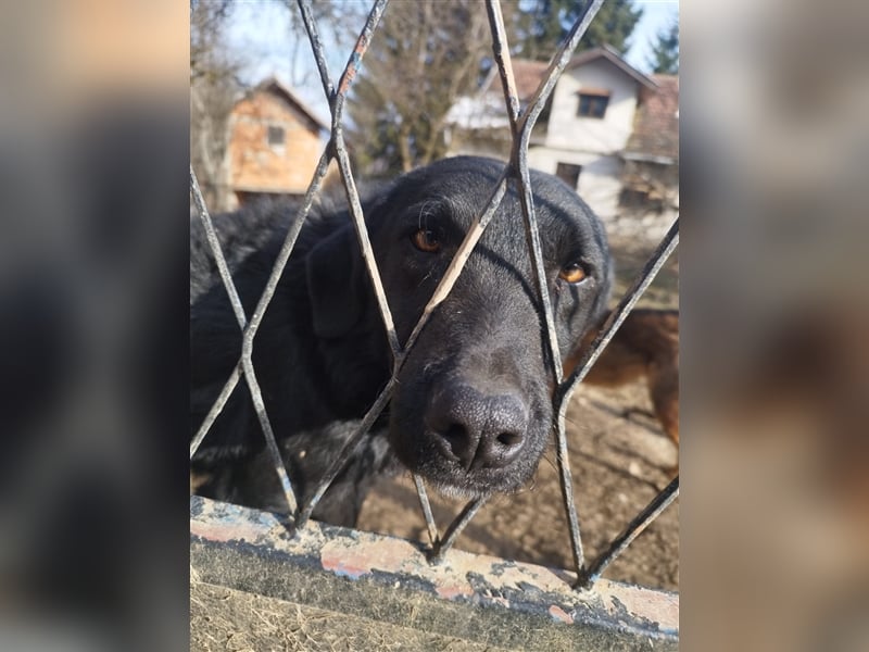 Kroatischer Schäferhundmix Indie