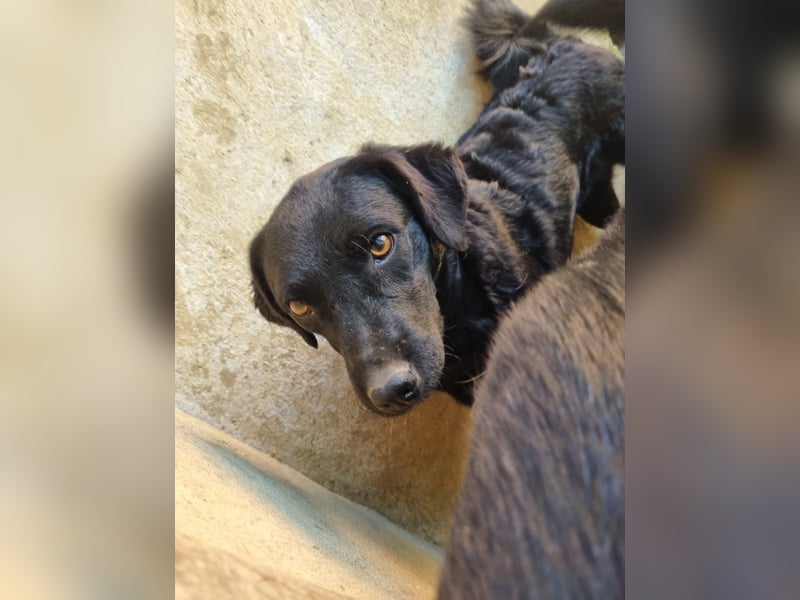 kroatischer Schäferhund Mischling Elextra