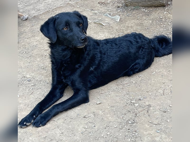 kroatischer Schäferhund Mischling Elextra