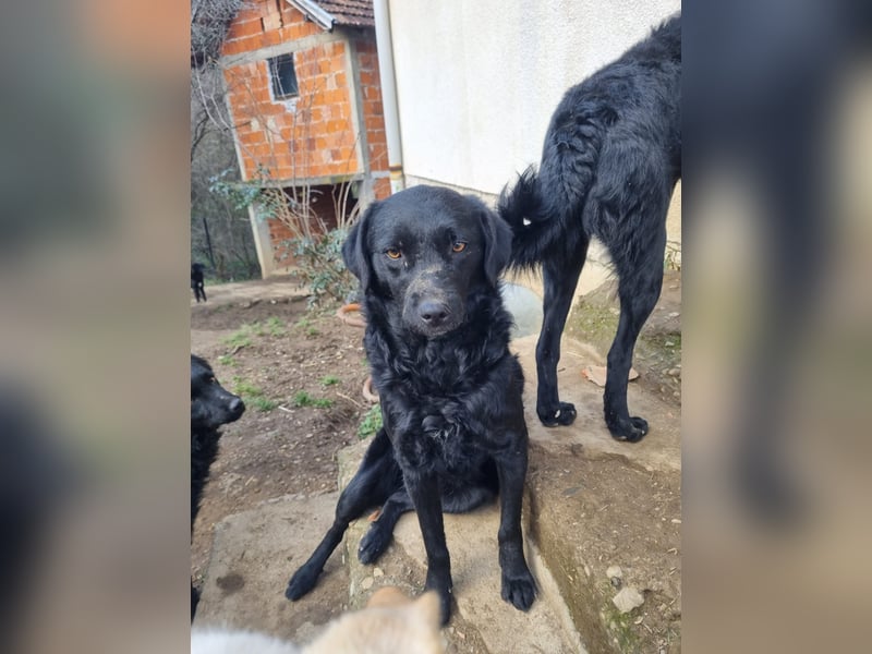kroatischer Schäferhund Mischling Elextra
