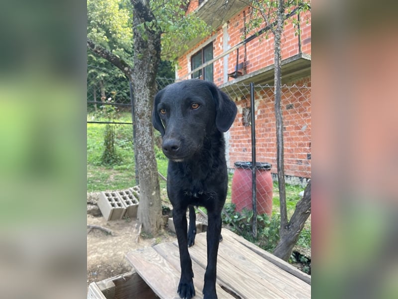 Kroatischer Schäferhundmix Indie