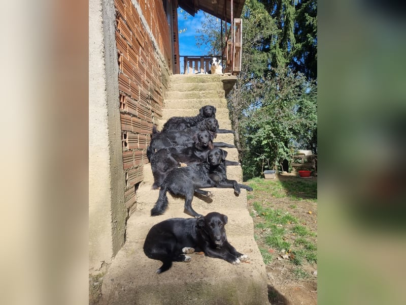 kroatischer Schäferhund Mischling Elextra