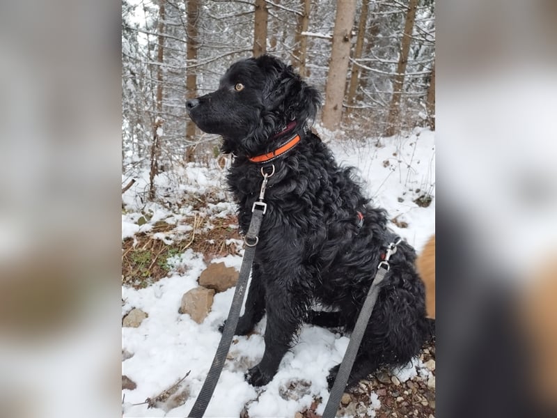 Kroatischer Schäferhundmix Momo