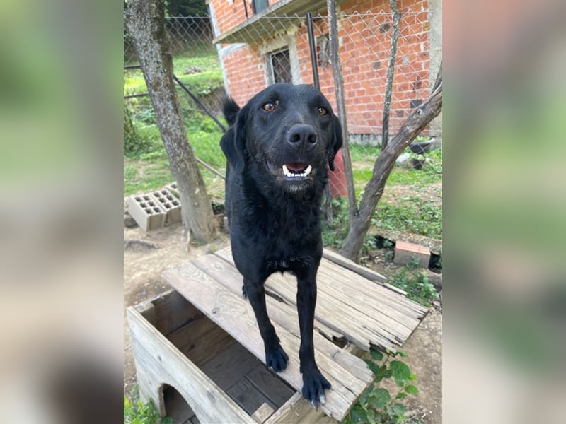 Kroatischer Schäferhundmix Indie