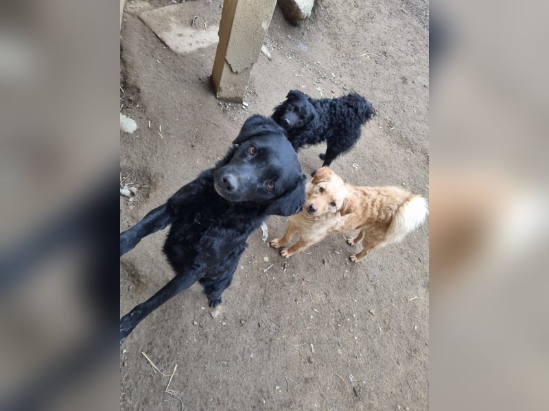 kroatischer Schäferhund Mischling Elextra