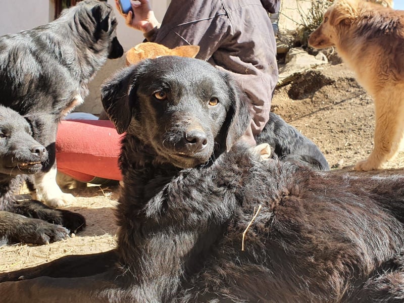 kroatischer Schäferhund Mischling Elextra