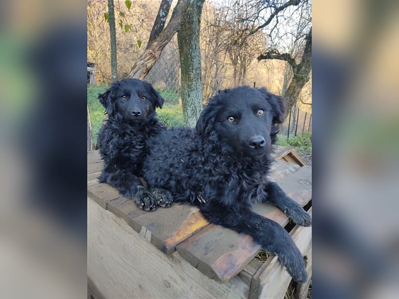 Kroatischer Schäferhundmix Momo