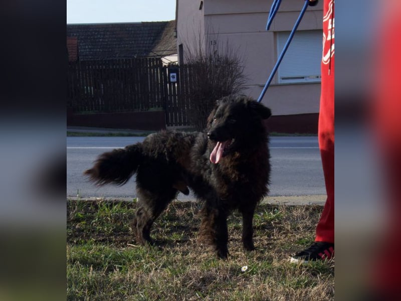 kleiner Kämpfer Ozzy