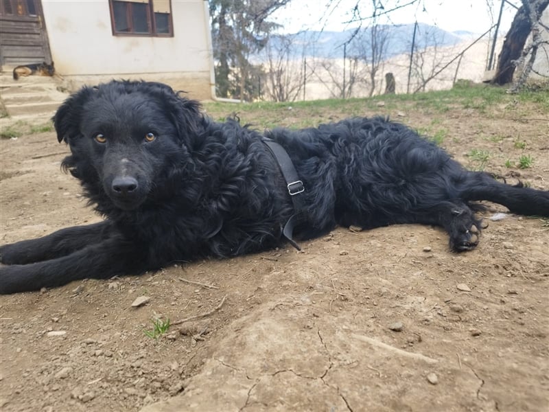 Kroatischer Schäferhundmix Momo