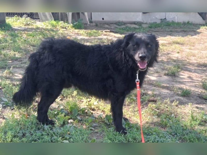 menschenbezogener Tobby