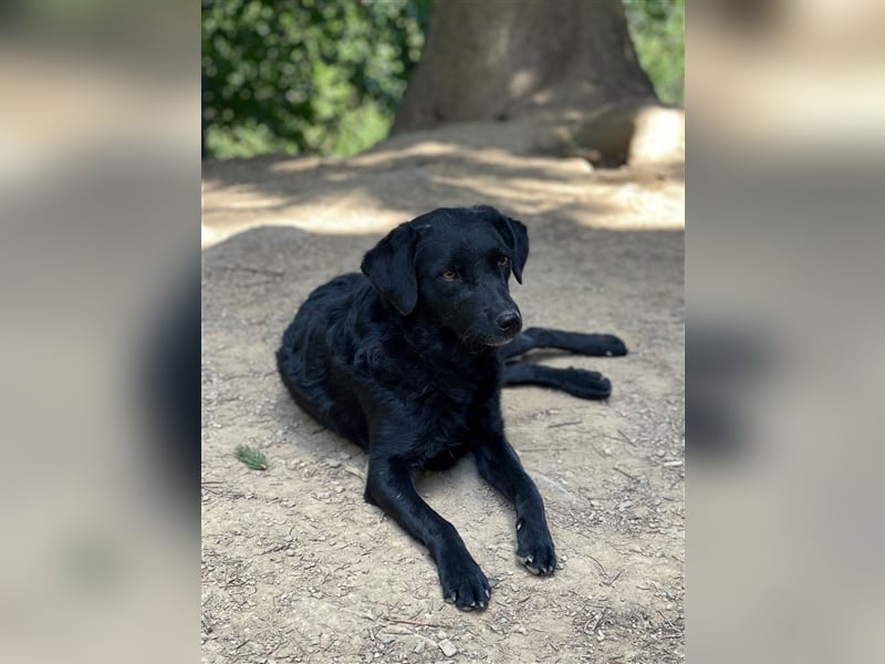 Kroatischer Schäferhundmix Indie