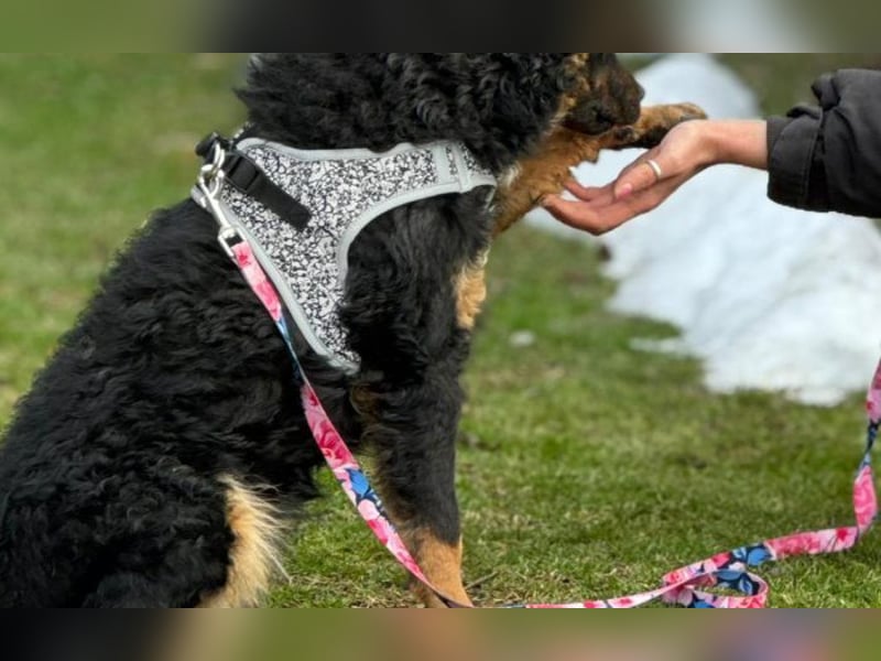 wunderschöne Bessie