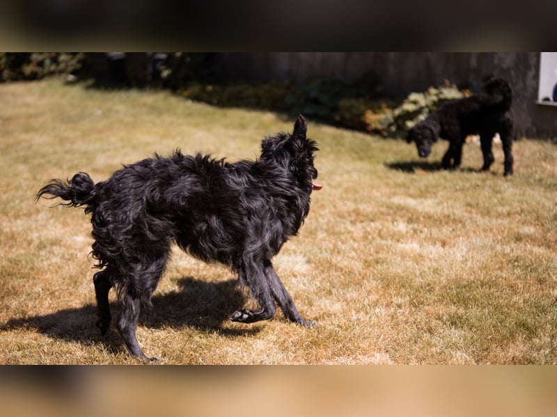 Besonderer Mowgli