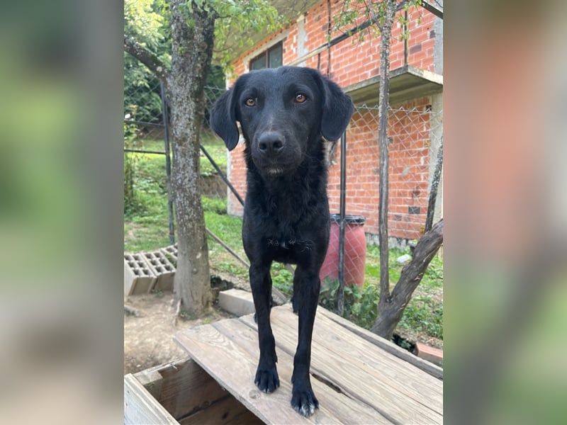 Kroatischer Schäferhundmix Indie