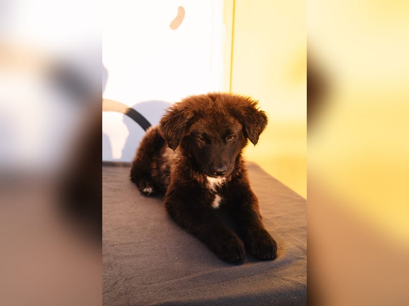 Herzenshündin Cvita