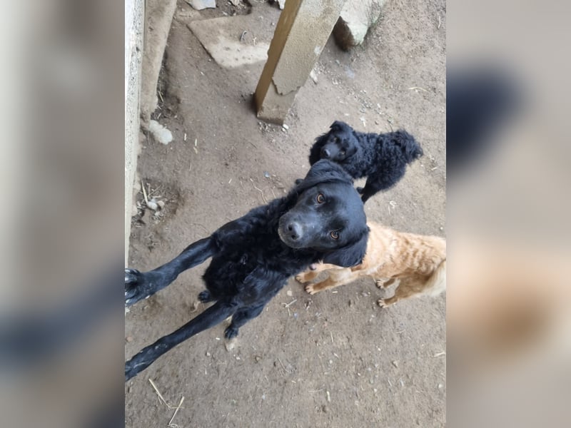 kroatischer Schäferhund Mischling Elextra