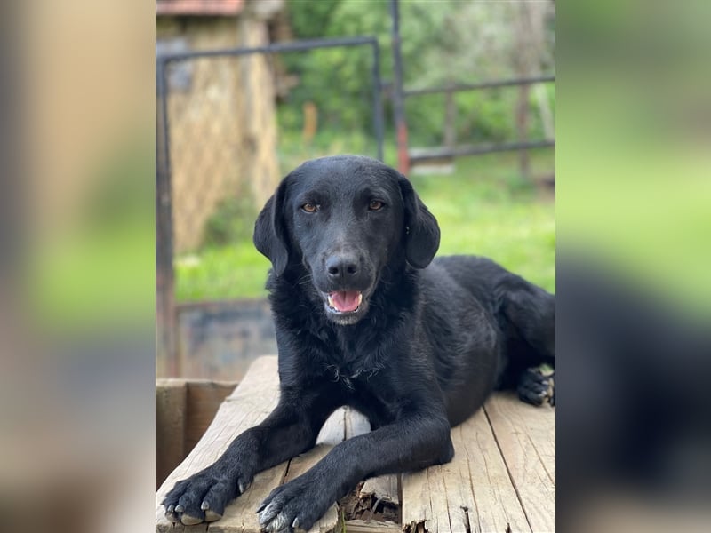 Kroatischer Schäferhundmix Indie