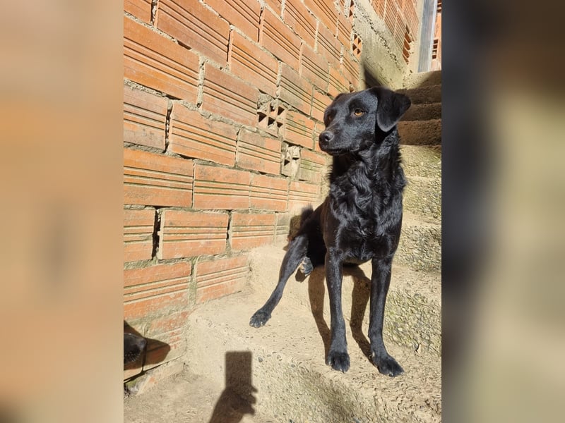 kroatischer Schäferhund Mischling Elextra