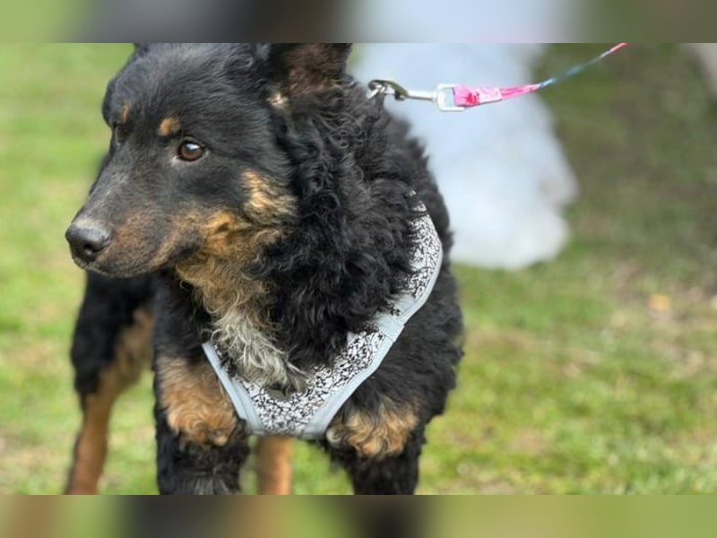 wunderschöne Bessie