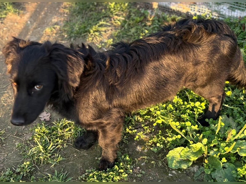 Herziger Hütehundmischling Brigo sucht eine nette Familie