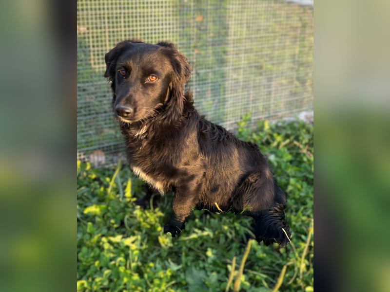Herziger Hütehundmischling Brigo sucht eine nette Familie