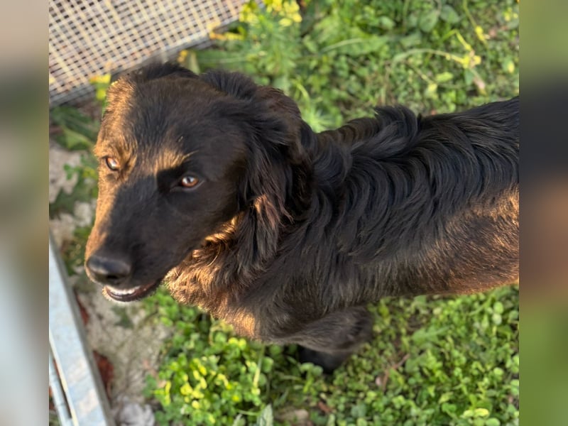 Herziger Hütehundmischling Brigo sucht eine nette Familie