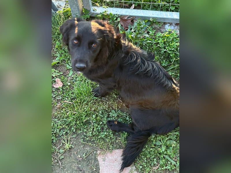 Herziger Hütehundmischling Brigo sucht eine nette Familie