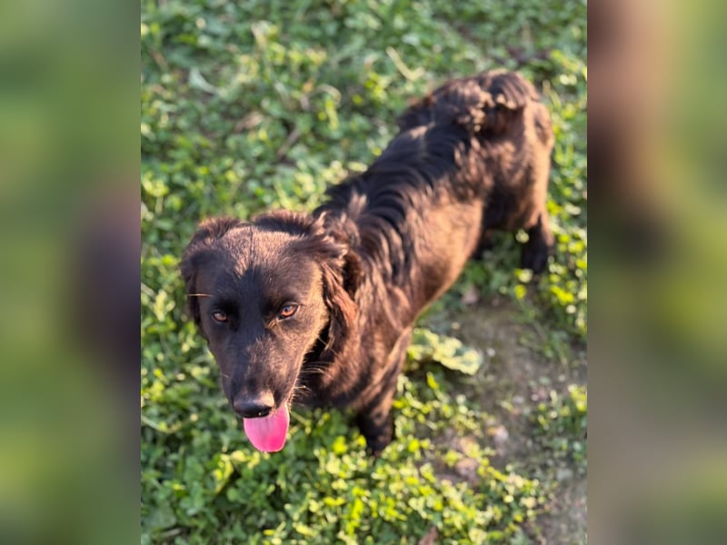 Herziger Hütehundmischling Brigo sucht eine nette Familie