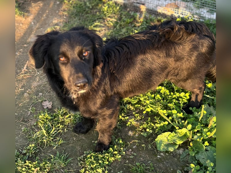 Herziger Hütehundmischling Brigo sucht eine nette Familie