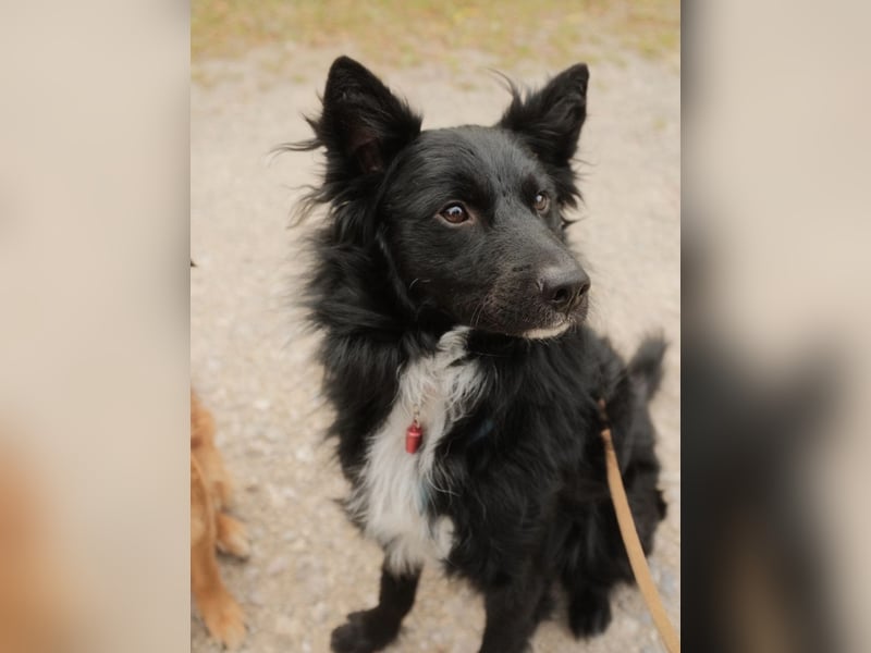 Traumhund Joško wartet in 58135 Hagen