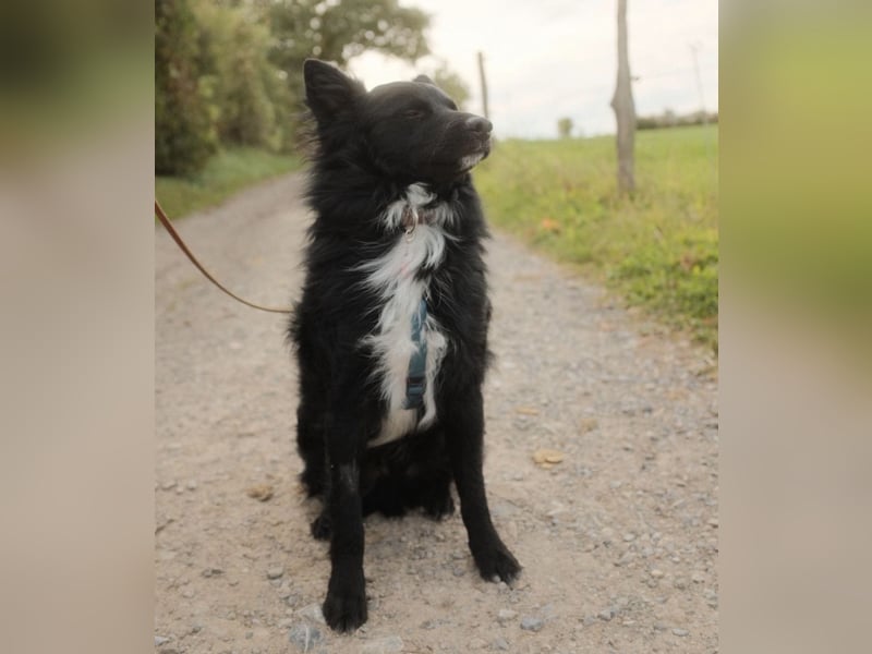 Traumhund Joško wartet in 58135 Hagen