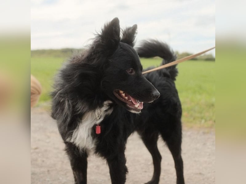 Traumhund Joško wartet in 58135 Hagen