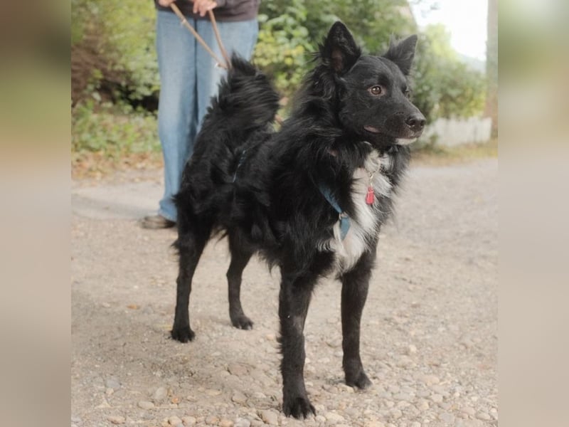 Traumhund Joško wartet in 58135 Hagen