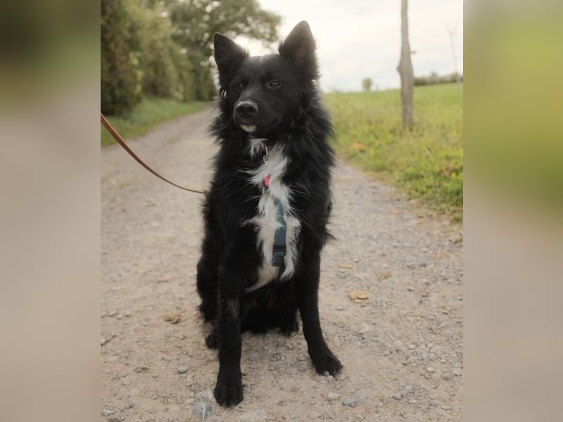 Traumhund Joško wartet in 58135 Hagen