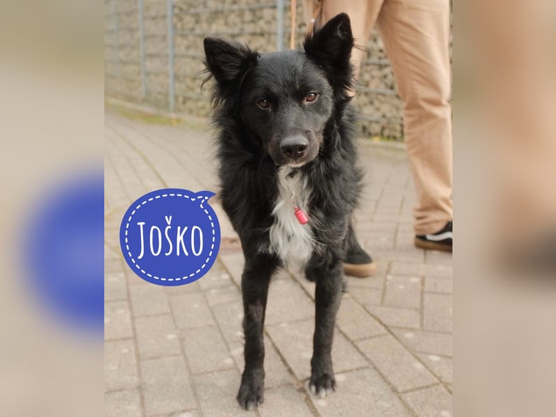 Traumhund Joško wartet in 58135 Hagen