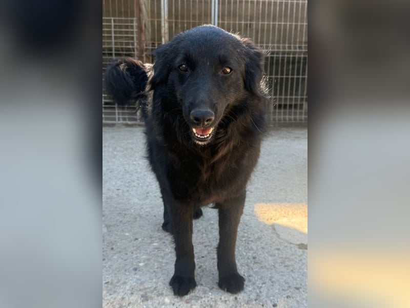 Duke ❤️ aktiver, verschmuster Kroat. Schäferhund-Mix-Rüde!