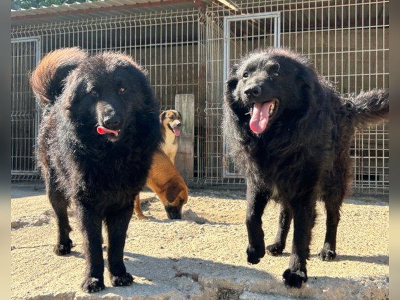 GORDI❤️liebes, verschmustes kroat. Schäferhund-Mix-Mädel