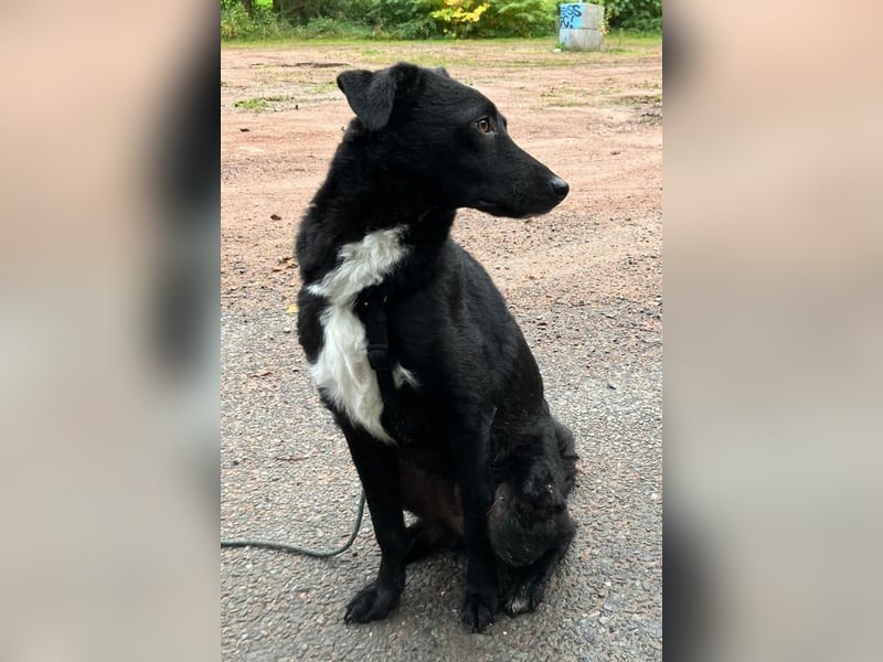 Elsie ❤️ wartet in 09648 Mittweida