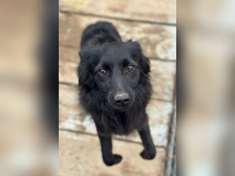 Tila ❤️ schmusige, so freundliche Hündin