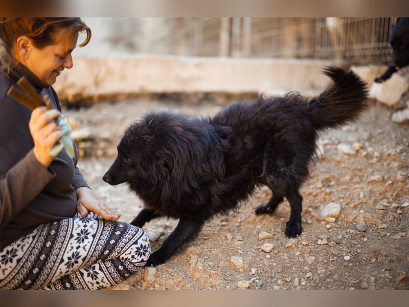 GORDI❤️liebes, verschmustes kroat. Schäferhund-Mix-Mädel